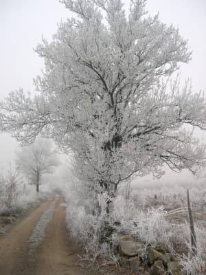 le chemin