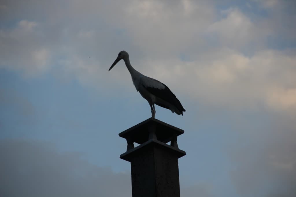 Une visite ce soir .......... au soleil couchant