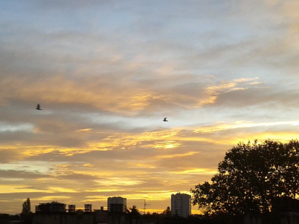 Vol d'oiseaux