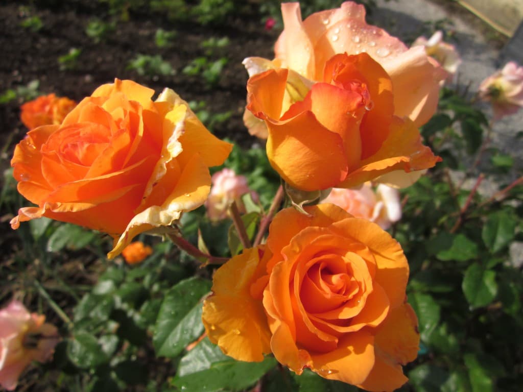 Après la pluie, le soleil et la rose perlée 