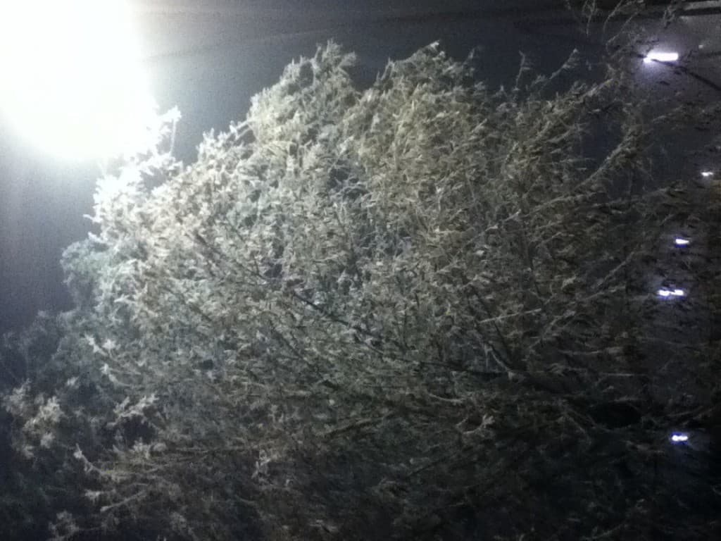 arbre blanc par la neige industrielle