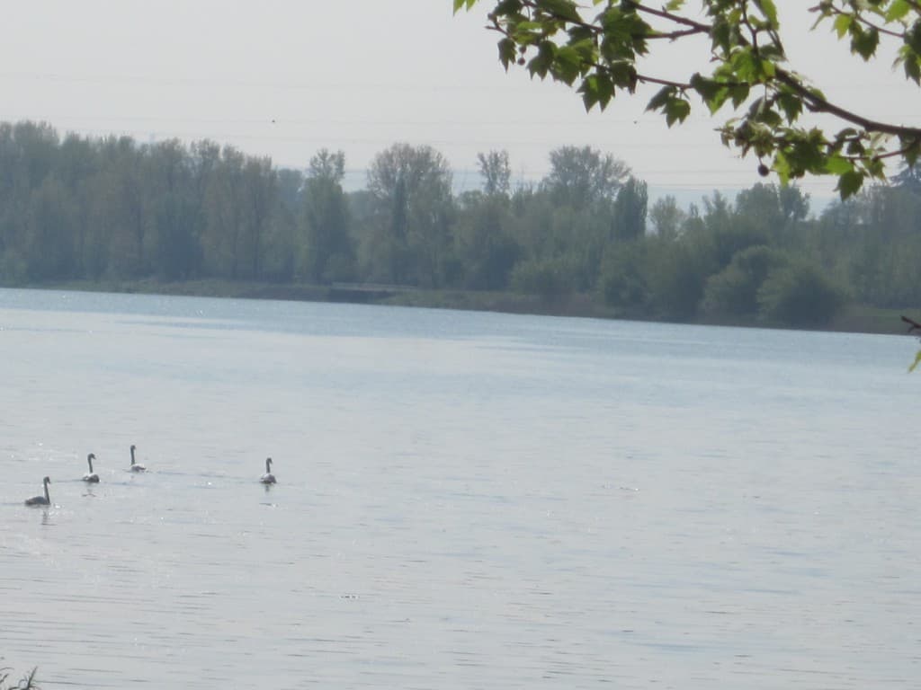 Des cygnes en balade sur le Rhône .....