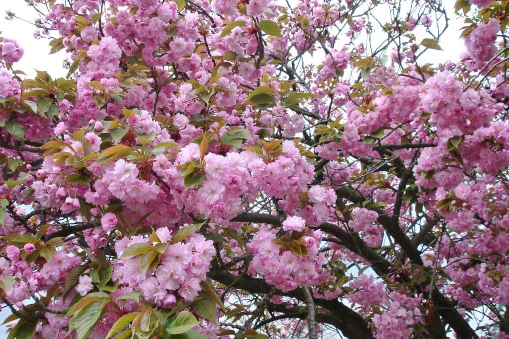 Des pompons,  roses comme des bonbons