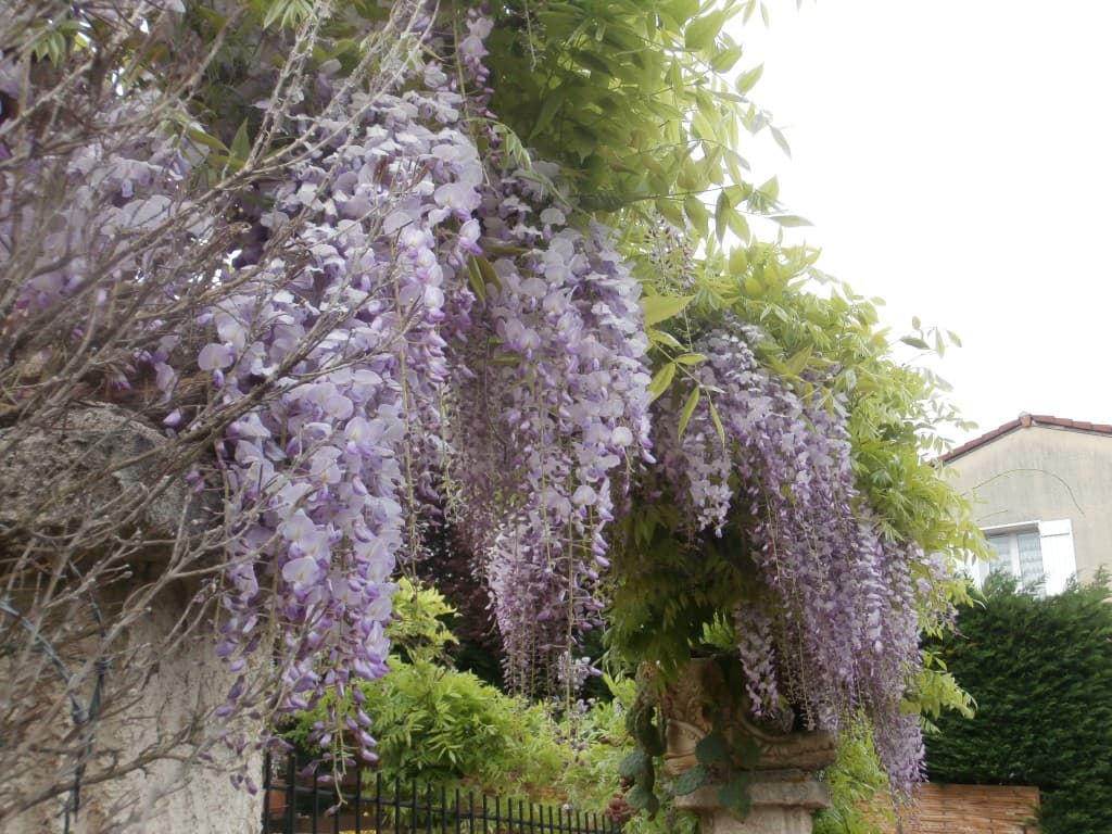 grappes de glicyne