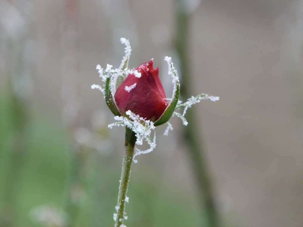 la magie du givre 