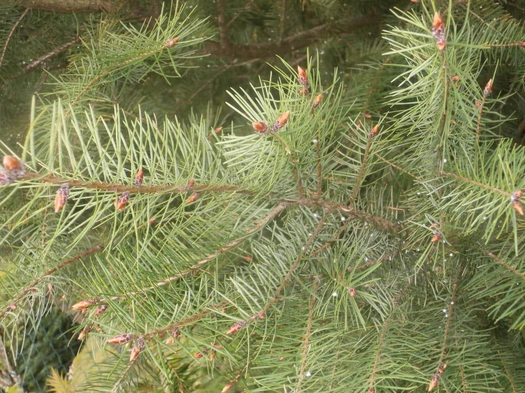 les sapin aussi sont habilles de fete