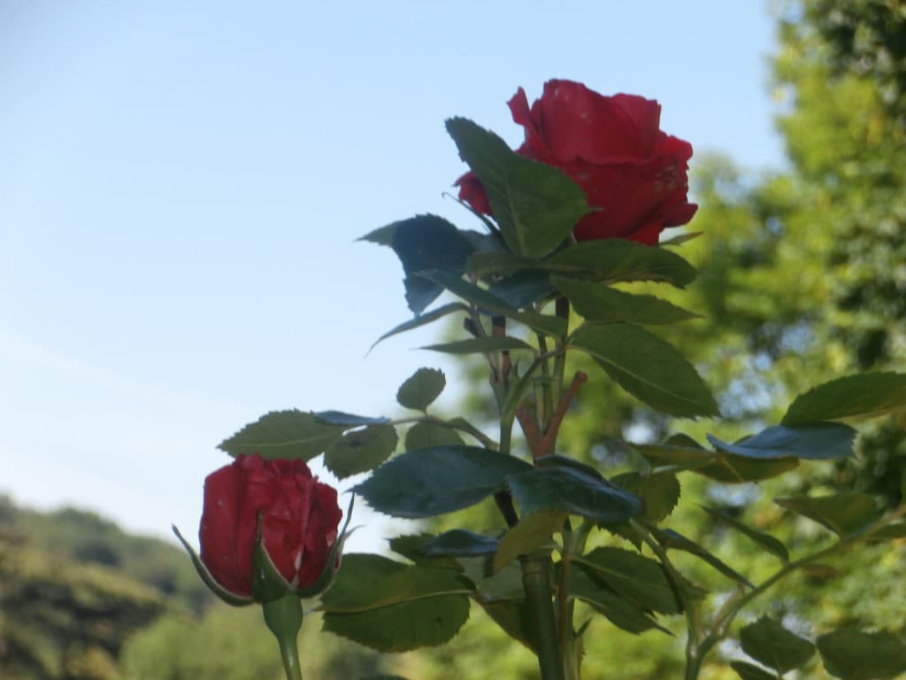 malades a cause du froid, mais belles