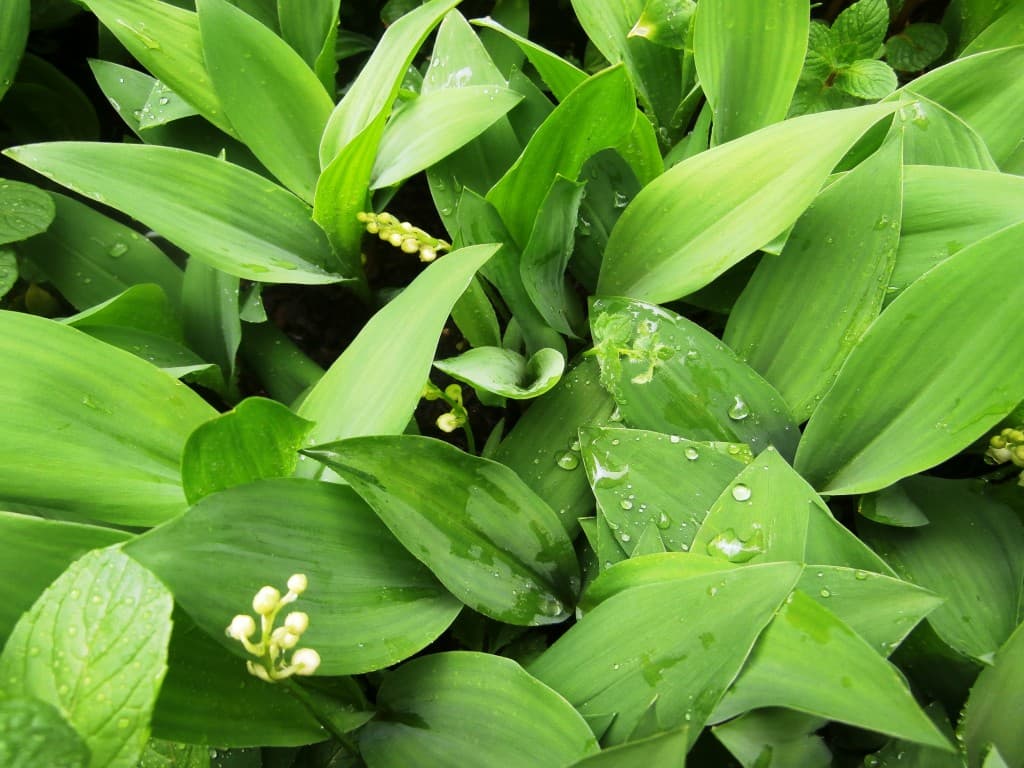 muguet