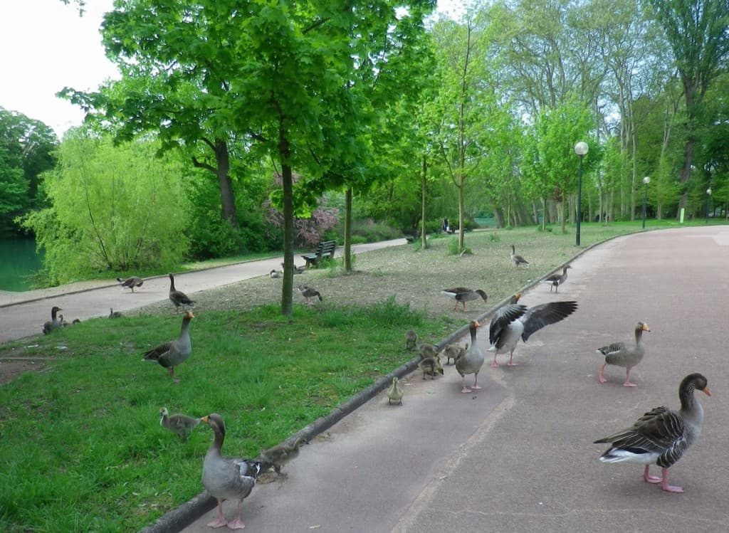 Parc de la Tête d'Or, la famille OIE.