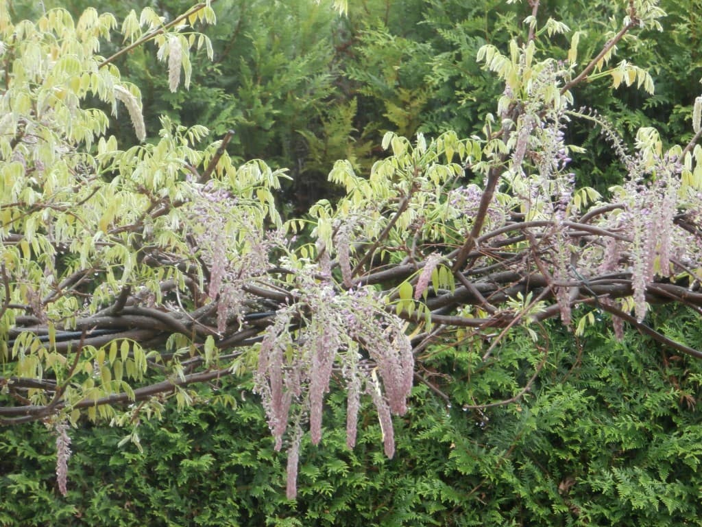 pauvre glycine