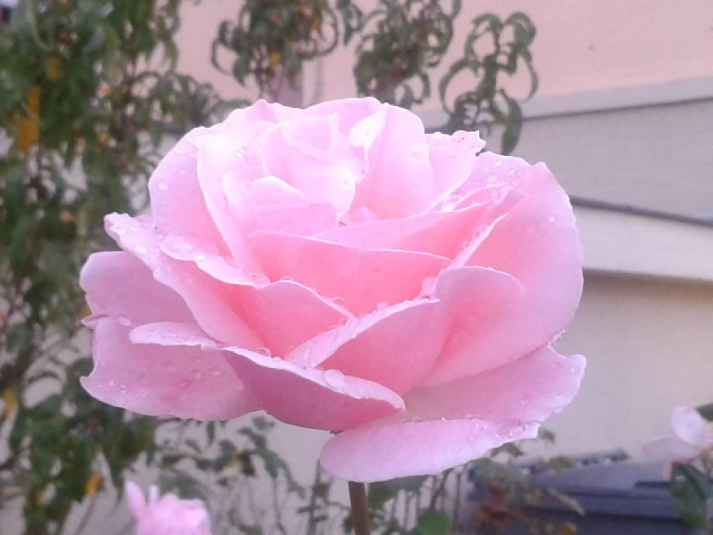 Rose après la pluie