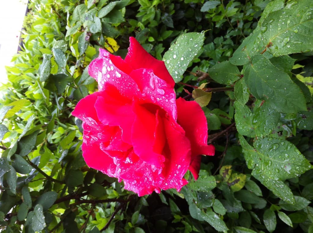 Rose 
