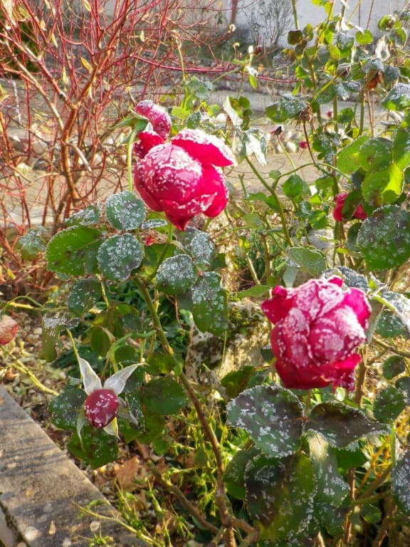 Roses givrées