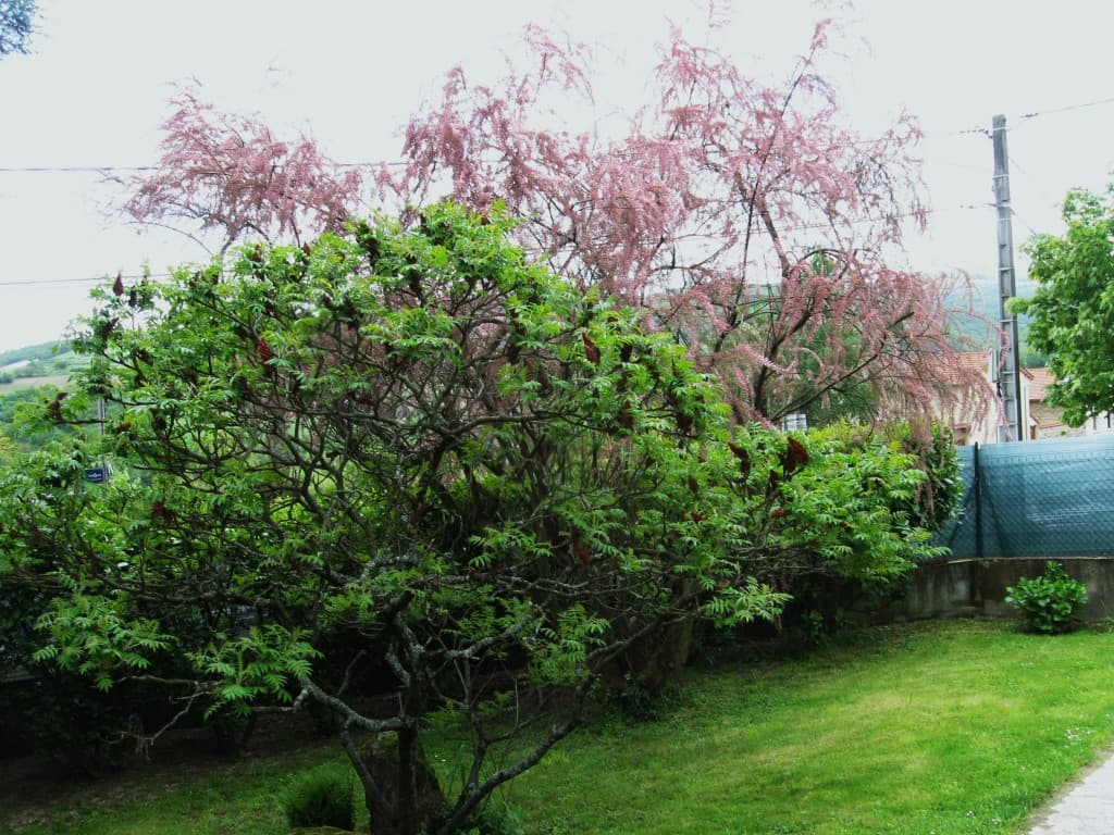 Tamaris en fleurs et arbre rush