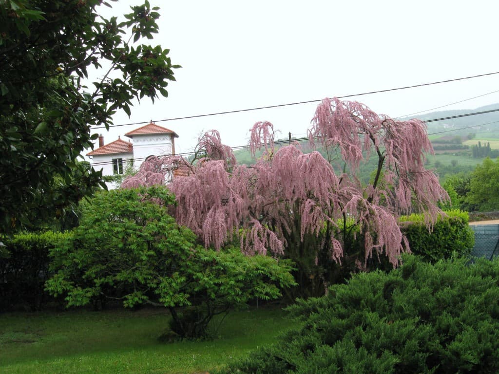 Tamaris sous la pluie