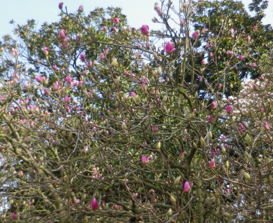 Fleurs de magnolia