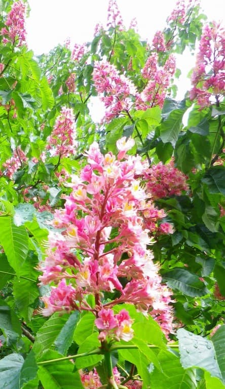 Fleurs de marronnier
