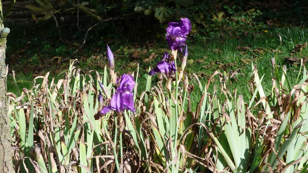 L'Iris ne fait pas le printemps...