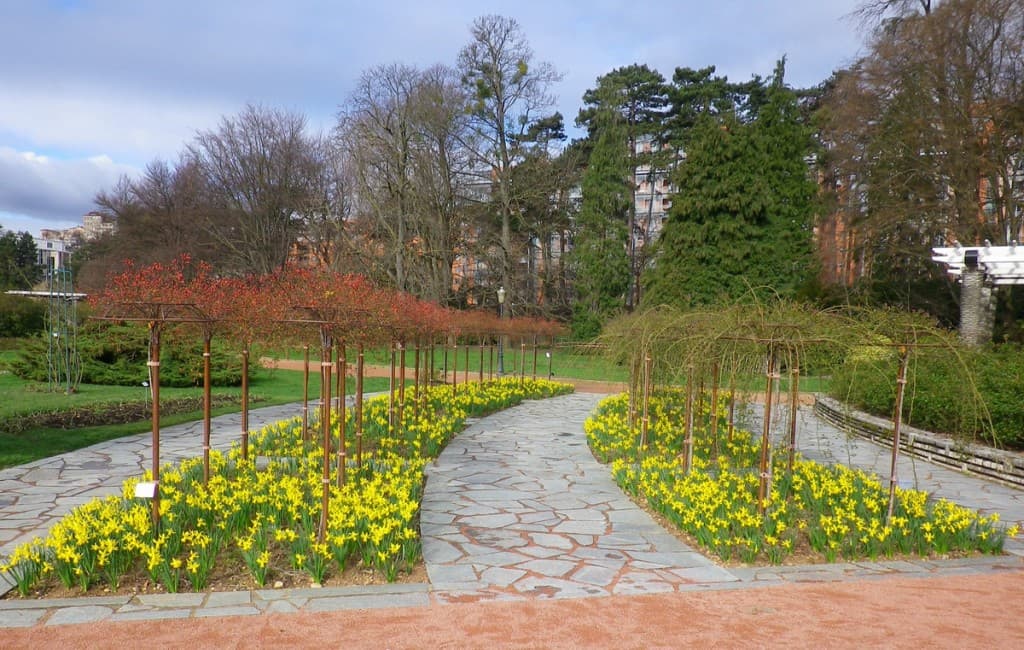 La roseraie, d'abord les jonquilles.  