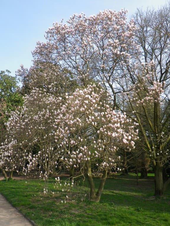 Les premiers magnolias