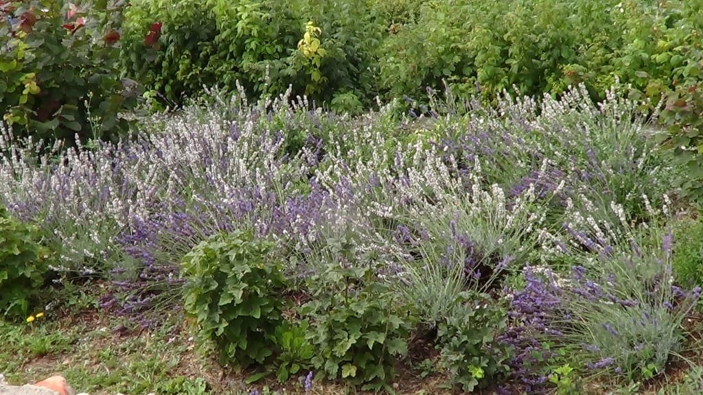 Où s'en est allé l'été ?