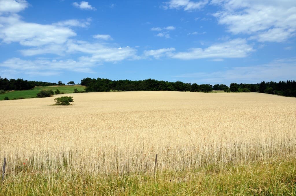 Plaine du Forez