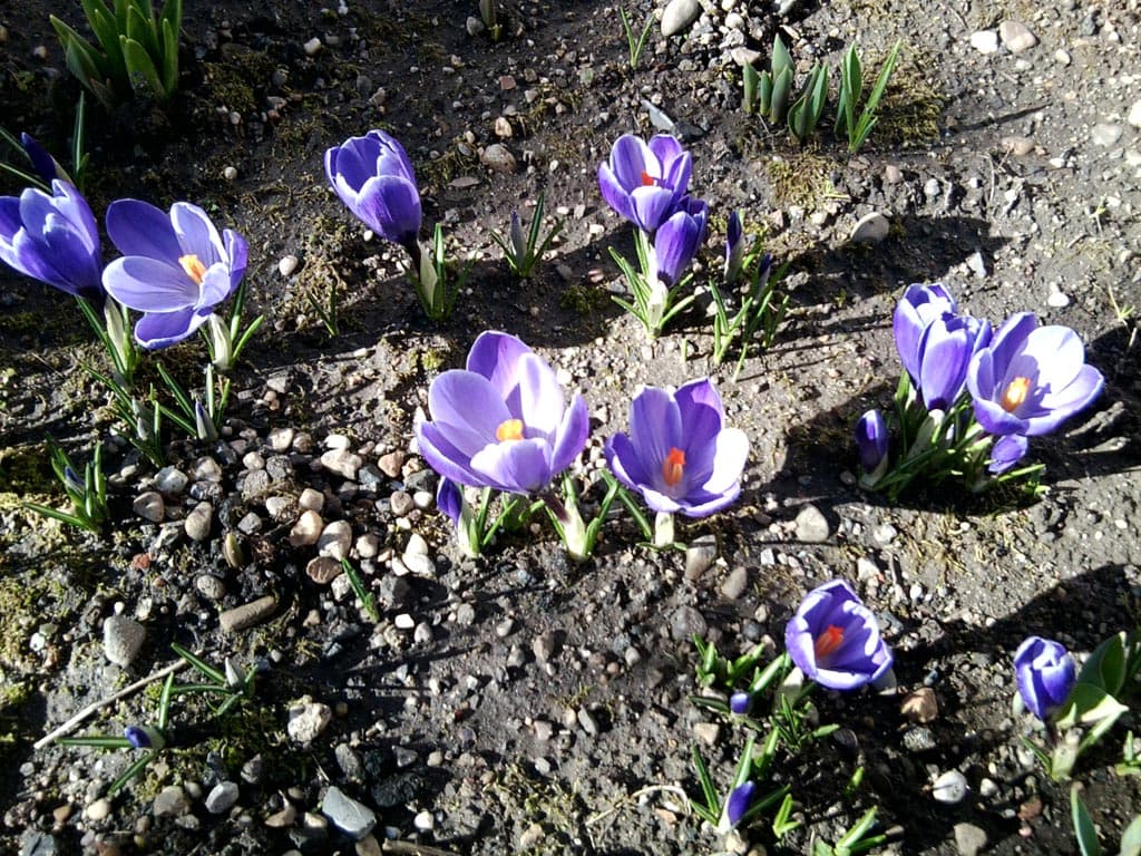 Premiers Crocus