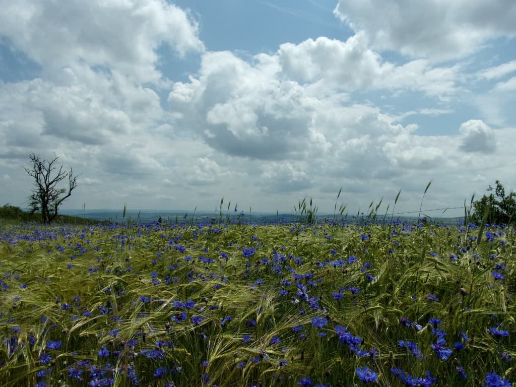 Ballet de nuages et bleuets