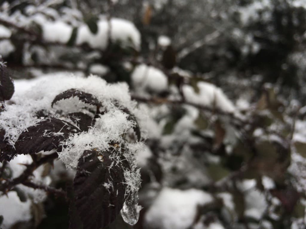 Cristals de neige
