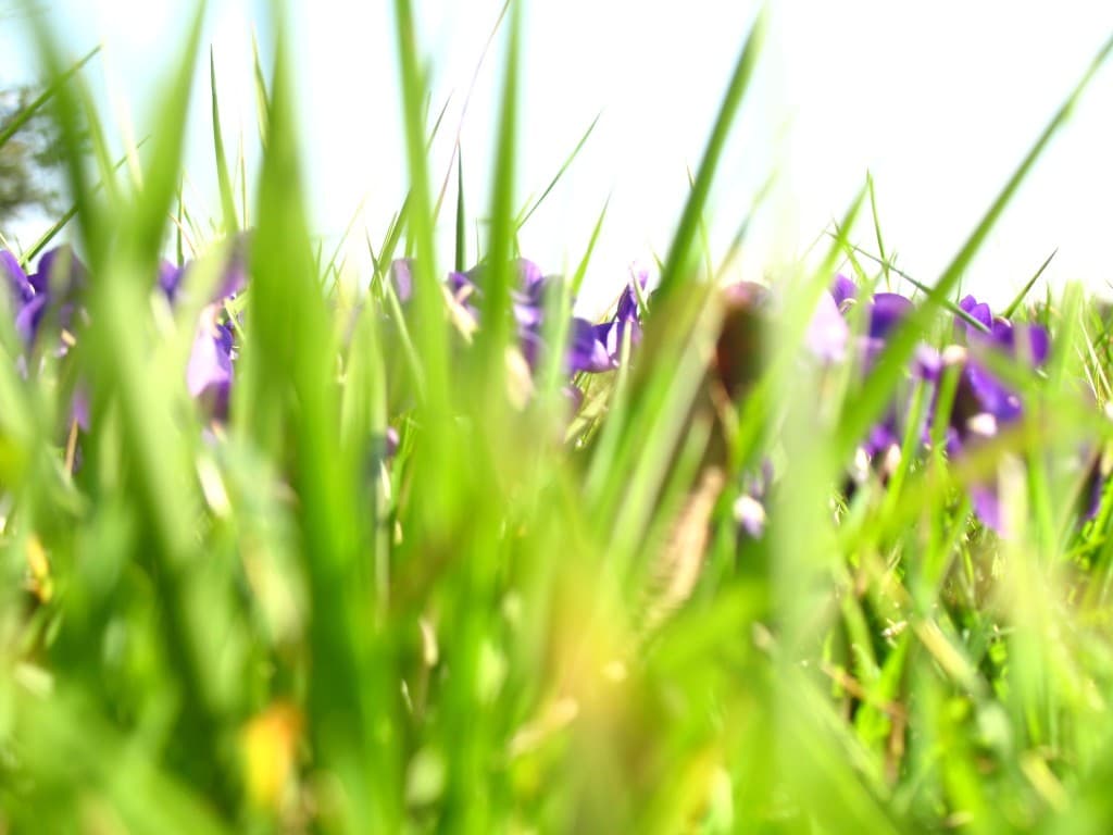 Discrètes violettes