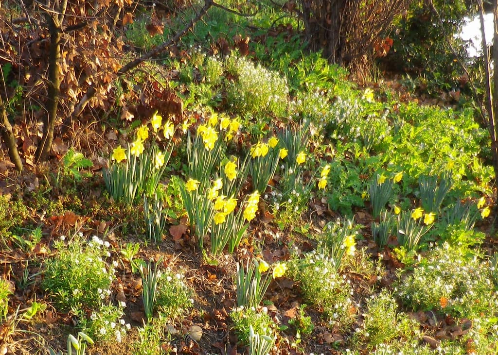 Et oui, des jonquilles en fleur à Noël !