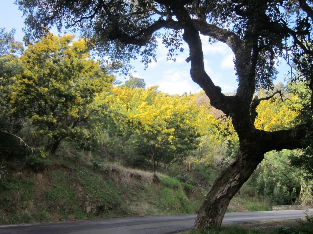 Le mimosa dans le Tanneron