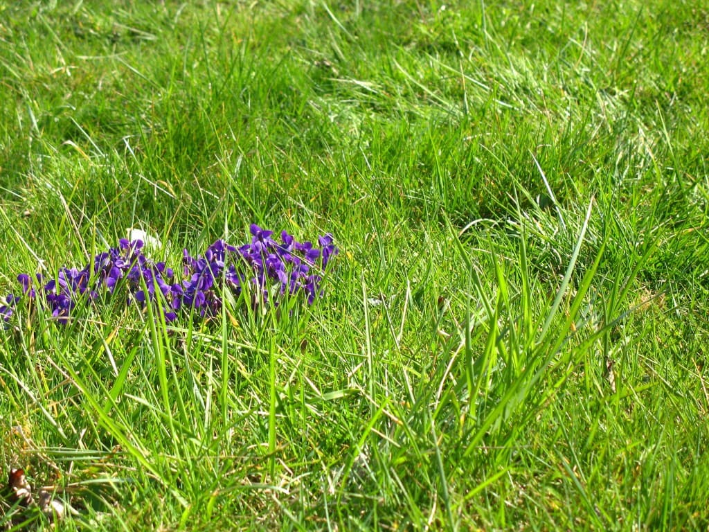 Petites violettes sauvages