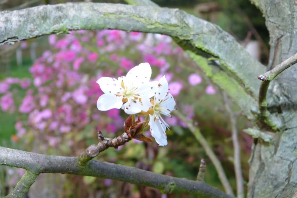 Poirier en fleurs aux Mollières