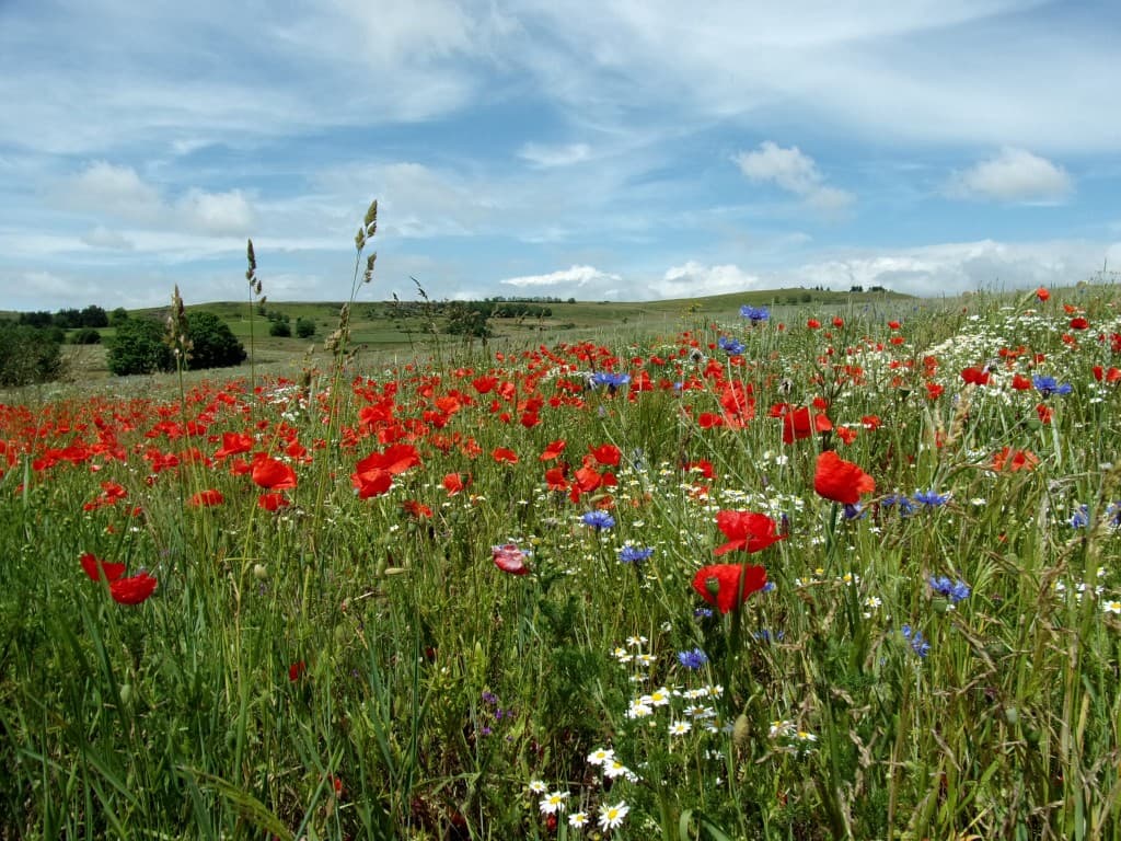 Prairie colorée