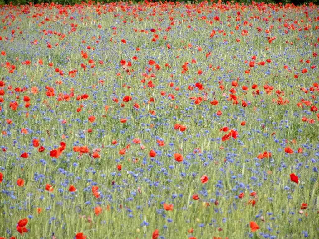 Tableau impressioniste