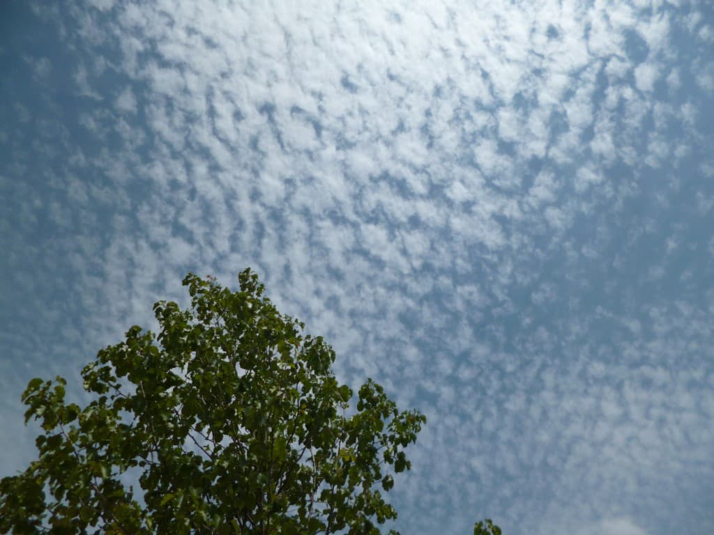 Coton dans les cieux 