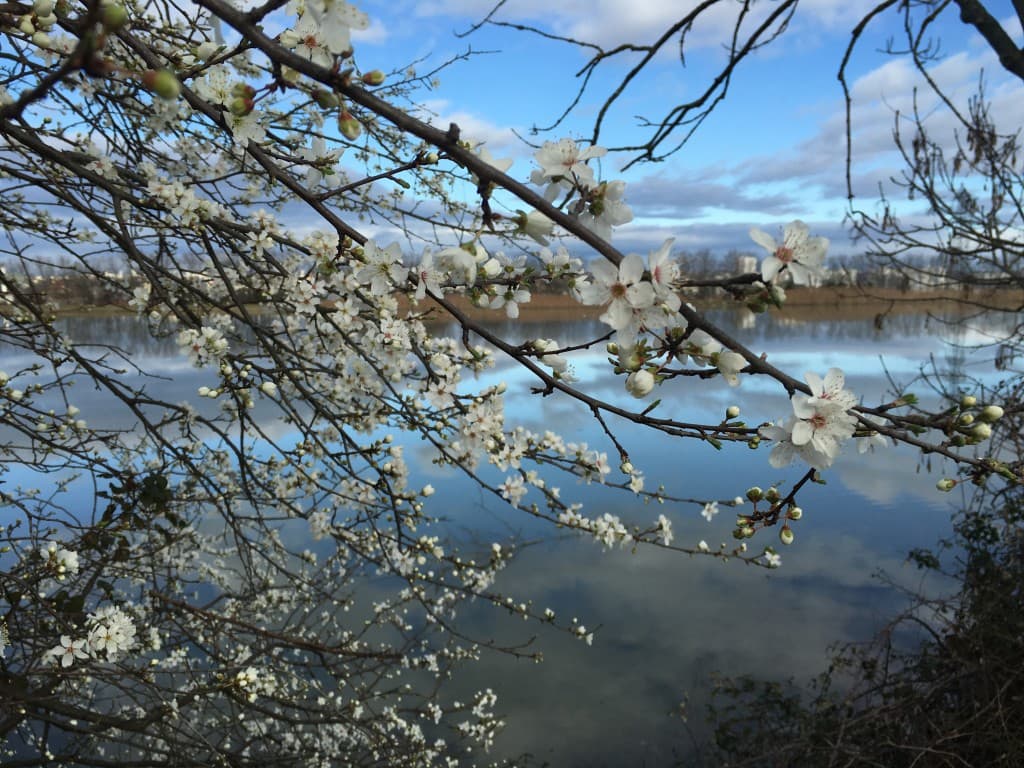 Floraison sur le bord du canal de Jonage
