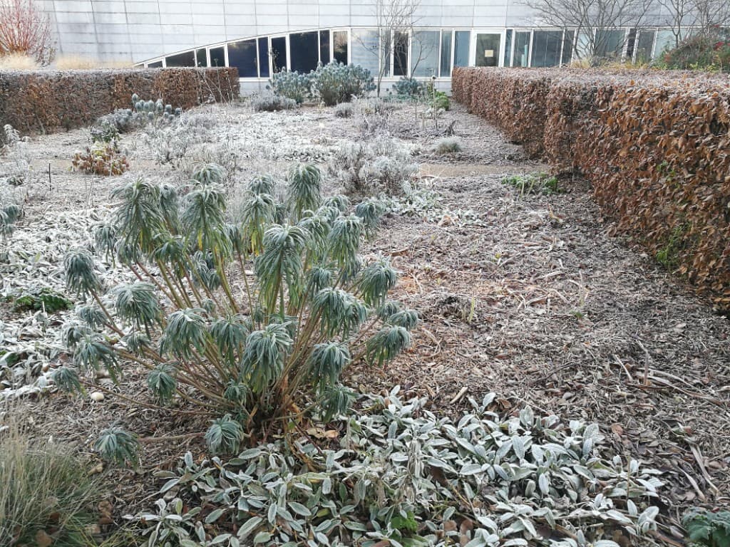 Gelées matinales