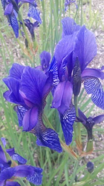 Iris de juin