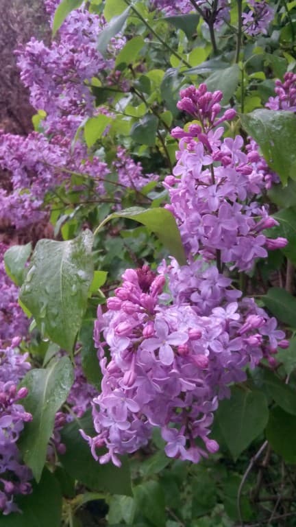 Le lilas parc Ste Anne de Beaujeu