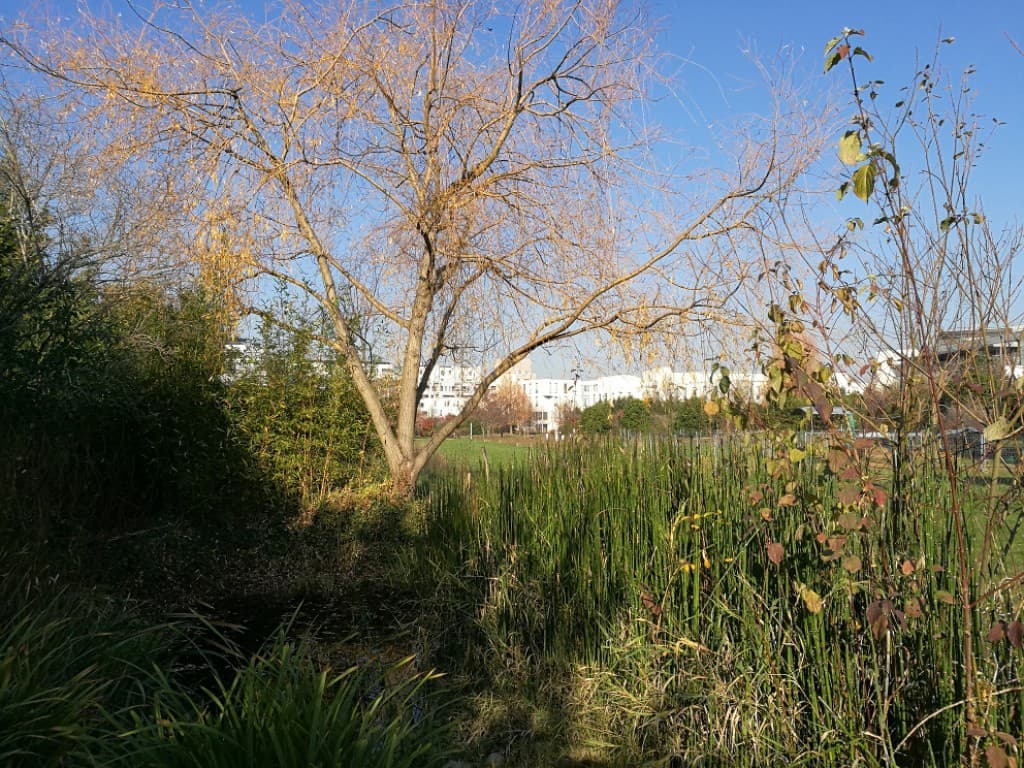 Soleil d'hiver à Gerland