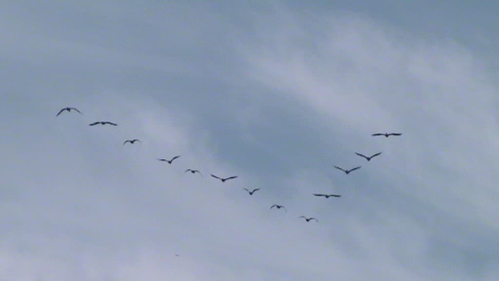vol de migrateurs vers le sud
