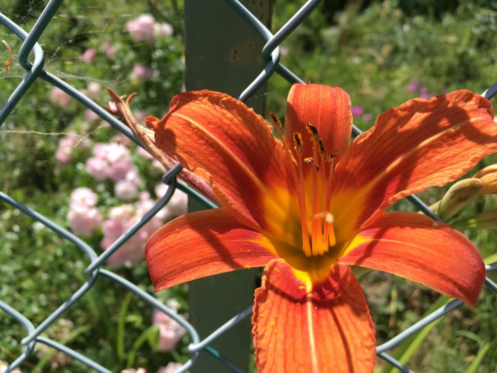 fleur
