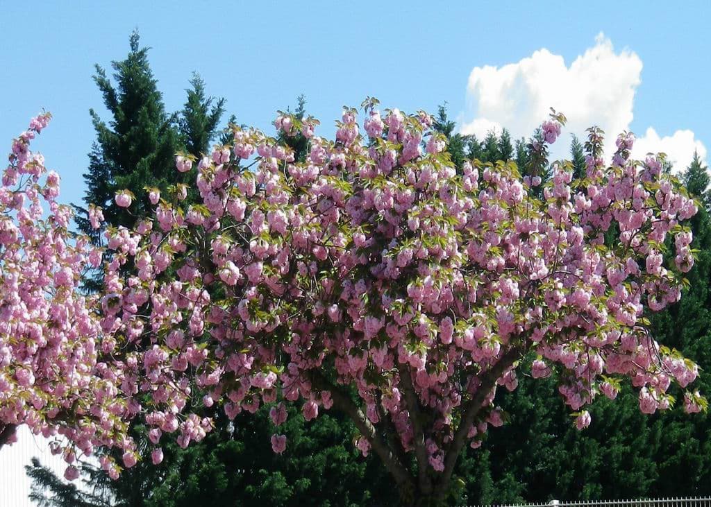 Abondante floraison des cerisiers du Japon