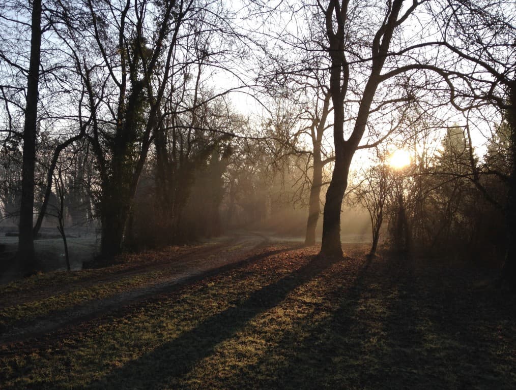 Brume matinale