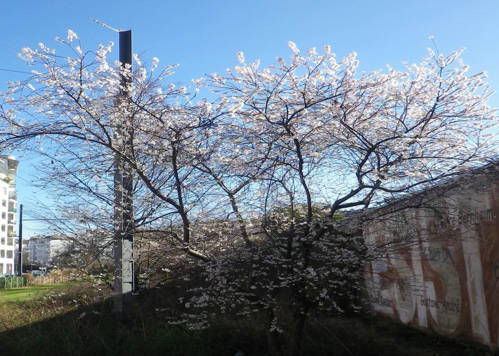 Déjà le printemps ?