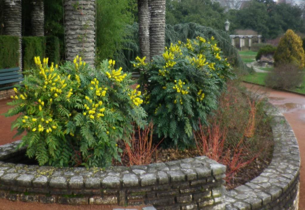 Floraison hivernale des mahonias