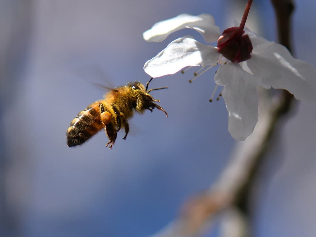 Abeille butineuse