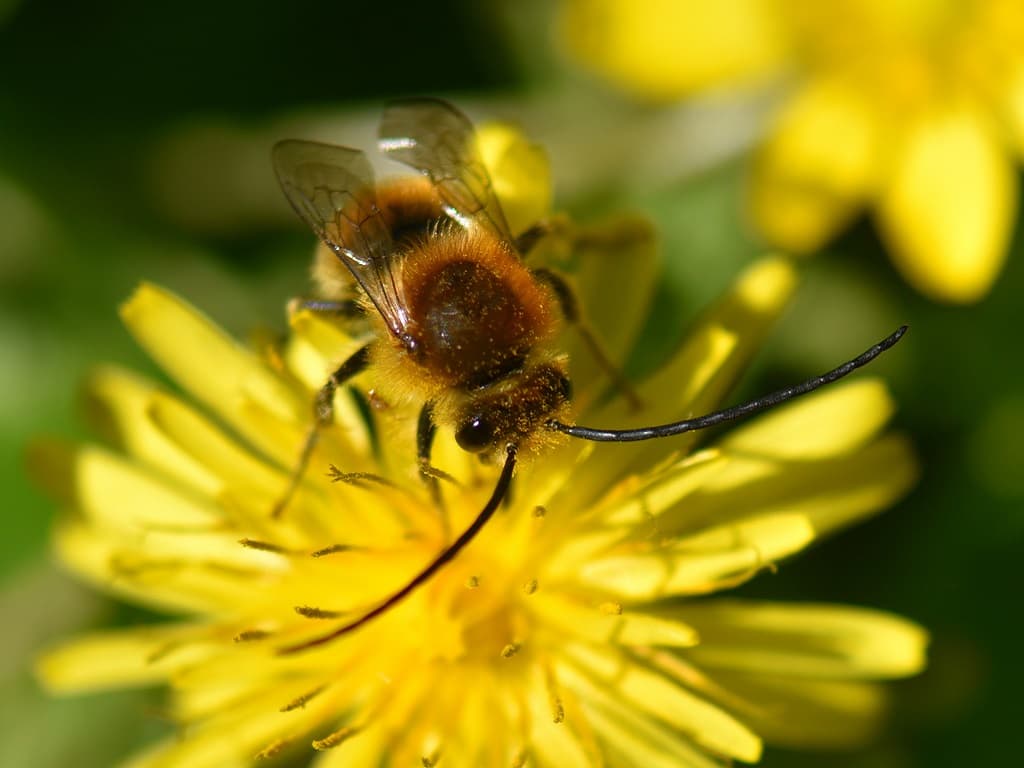 Abeille butineuse